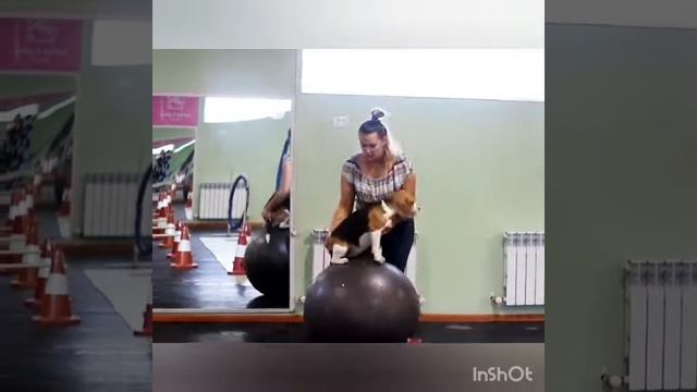 Собака Бигль занимается с фитболом | Собака спортсмен смотреть онлайн