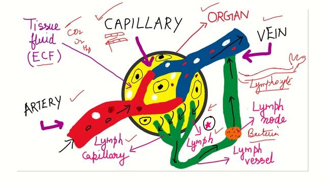 10 std Bio,unit 14 circulation in animals,Lymphatic System,Part 22, Samacheer смотреть онлайн