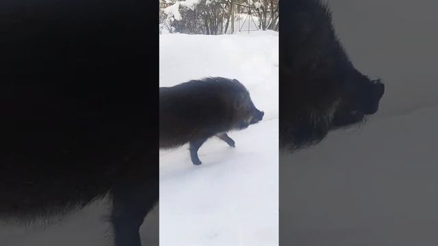 В СНТ кабан ищет желуди! смотреть онлайн