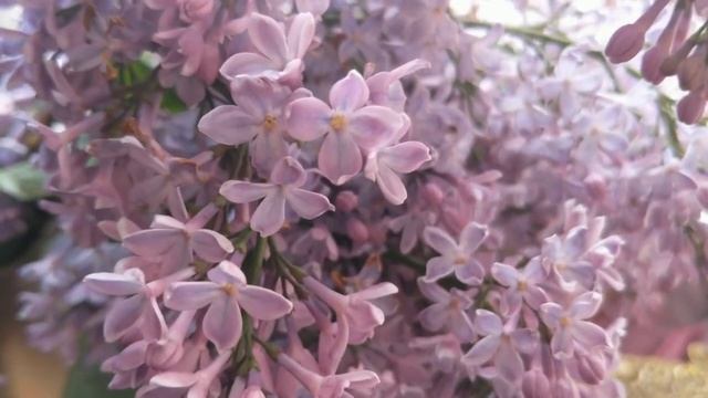 Искусство сервировки стола в стиле БОХО. Антиквариат. Цветное стекло. смотреть онлайн