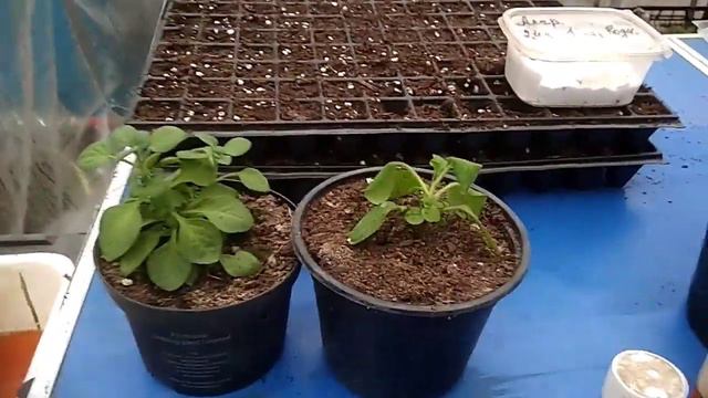 Ответы на вопросы к видео 