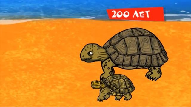 Профессор Почемушкин (Сколько живут черепахи) смотреть онлайн