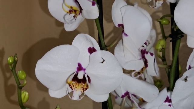 Бабочка Pescara, Liodoro, Horizont и другие орхидеи с названиями в магазине Экофлора г. Омск.