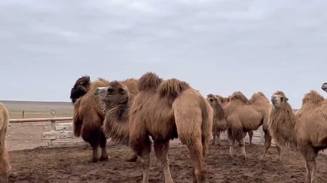 Случка верблюдов смотреть онлайн