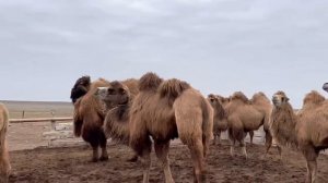 Случка верблюдов