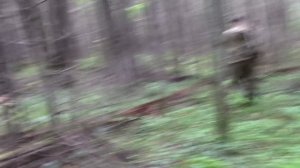 Охота с лайками