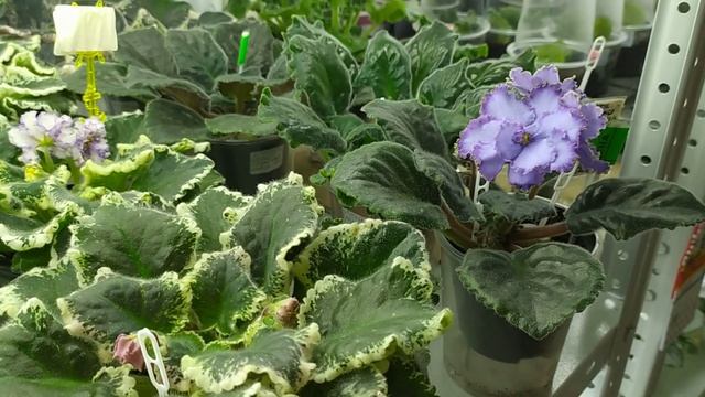 Фиалки: РМ-Дези, НД-Владислав, СМ- Джайв, Морозная вишня, Джиллиан, Скоморох, ЛЕ-Сабина, ОПТИМАРА.! смотреть онлайн