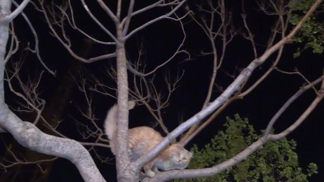 Cat up tree near First Station, Jerusalem (Canon XA40) смотреть онлайн