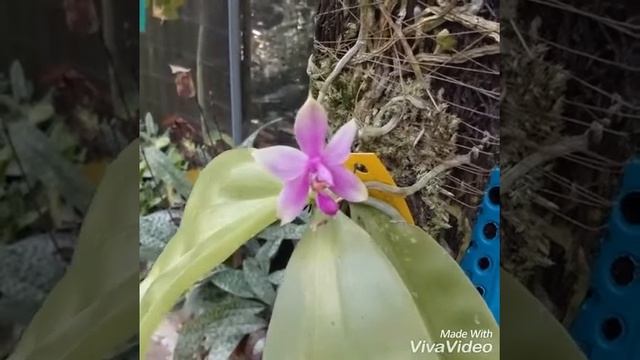 Phalaenopsis Violaceae