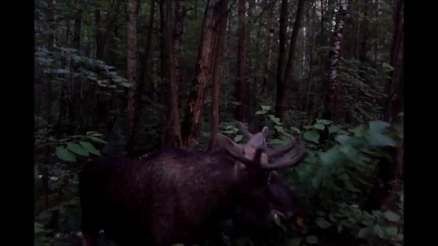 Лосиный остров. Лоси (продолжение) смотреть онлайн