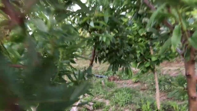 Фундук Трапезунд, медвежий орех, прививка фундука, краснолистный фундук Екатерина смотреть онлайн