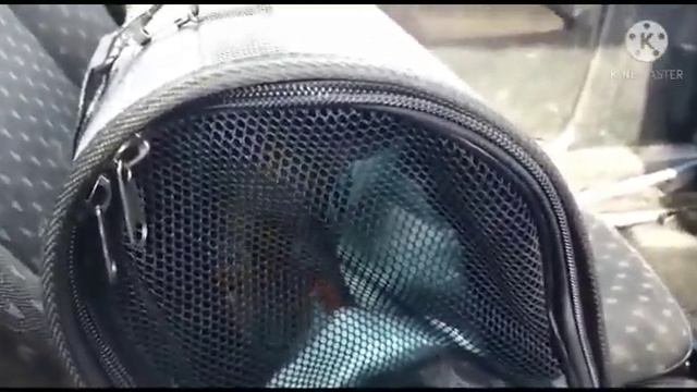 Поездка за щенком ягдтерьер смотреть онлайн