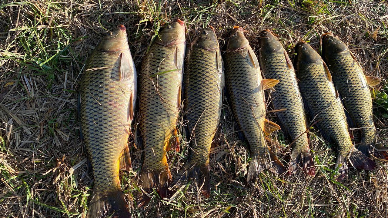 САЗАН УТАЩИЛ УДОЧКУ! Осенний бешеный клёв сазана в Астрахани! смотреть онлайн
