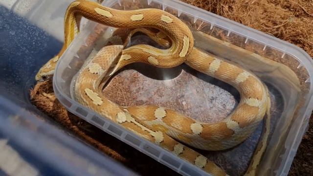 Садальсуýд - Маисовый полоз - Cornsnake - Лето смотреть онлайн
