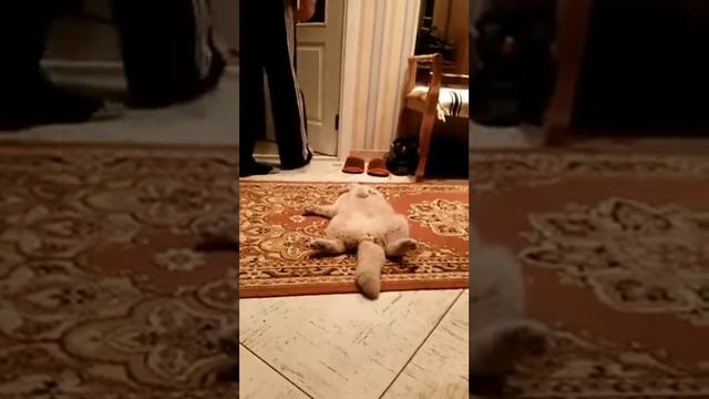 Британец жирный наглый кот смотреть онлайн