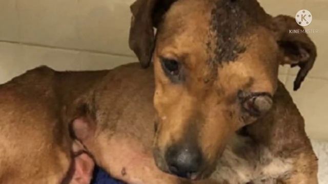 После чудовищных издевательств пес чудом выжил и вновь может вилять обожженным хвостиком