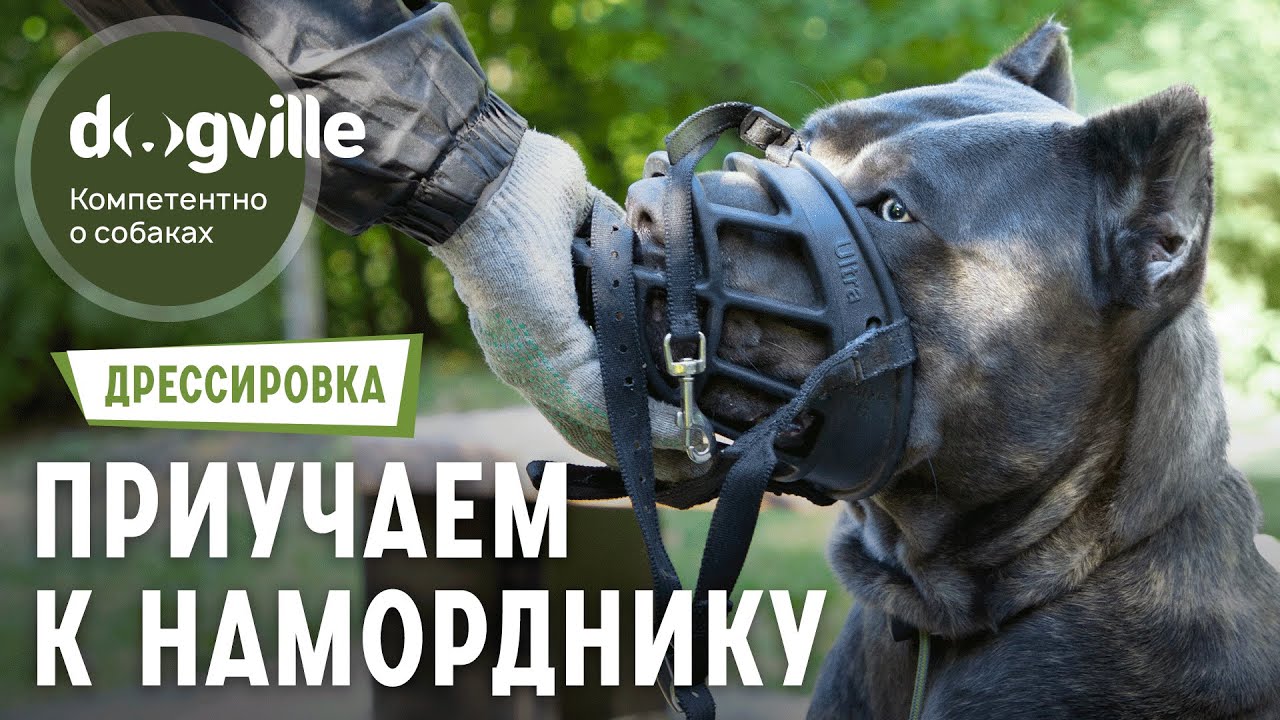 Как приучить собаку к наморднику - 1 Этап смотреть онлайн