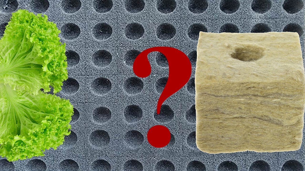 Выращивание на подоконнике рассада на минеральной вате и поролоне.