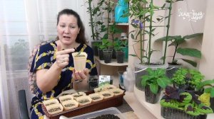 Когда сажать огурцы на рассаду, чтобы не ошибиться  | Идеальная рассада огурцов.  Какая она?