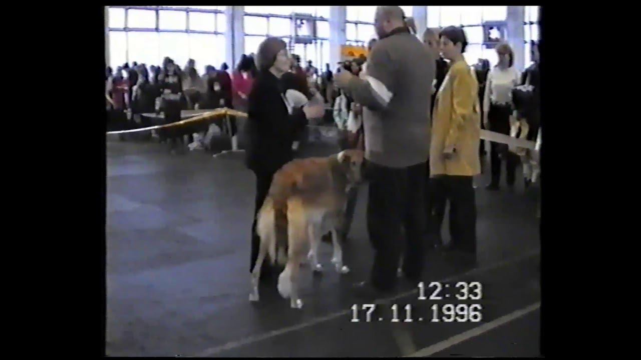 Выставка Delta-Pal.Русская Псовая Борзая.1996 год смотреть онлайн
