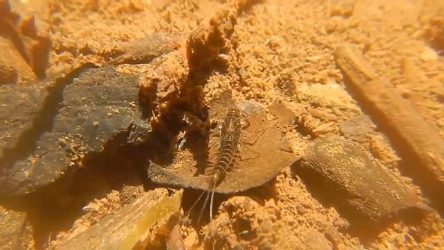 ПОДЁНКИ - Крылатые однодневки смотреть онлайн