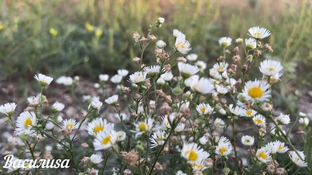 29 октября народный праздник день Лонгина. Что нельзя делать 29 октября. Народные традиции и примет смотреть онлайн