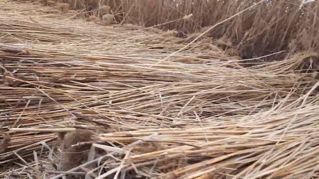 заготовка камыша для дома продолжение! смотреть онлайн