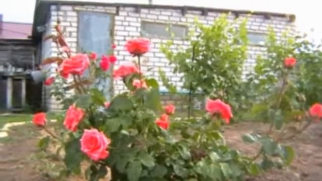 мои розы смотреть онлайн
