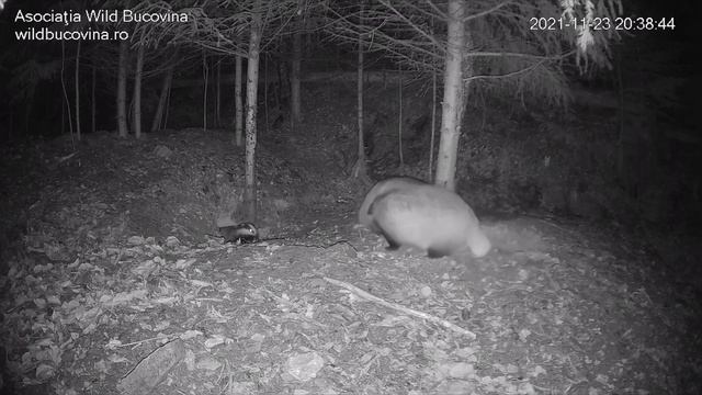 Барсуки играют смотреть онлайн