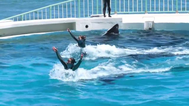 Шоу с дельфинами 2 смотреть онлайн