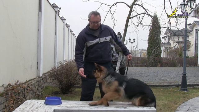 Порода НЕМЕЦКАЯ ОВЧАРКА - мифы и реальность, ПРАВДИВАЯ ИСТОРИЯ ПОРОДЫ (часть 0) смотреть онлайн