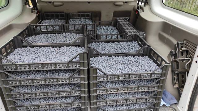 Сбор урожая голубики и отправка голубики покупателю смотреть онлайн