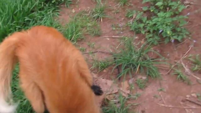 Maned Wolf || A Fox on Stilts and the Deforestation of its Home смотреть онлайн