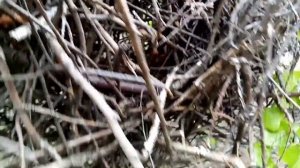 Как выглядит гнездо Сороки.