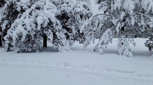 Основы обучения лыжным ходам для начинающих.