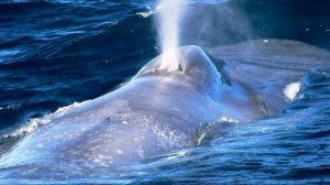 Почему киты выпускают фонтаны