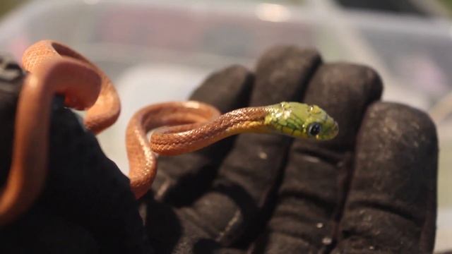 Зеленые бойги (Boiga Cyanea) - рассматриваем и знакомимся с видом!