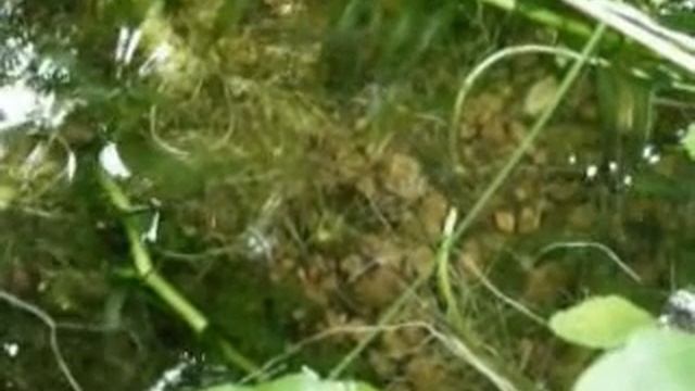 killifish 20090922 смотреть онлайн