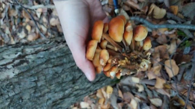 Зимние опята в октябре смотреть онлайн