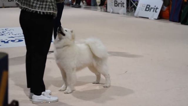 World Dog Show 2021 - Brno, Czech Republic смотреть онлайн