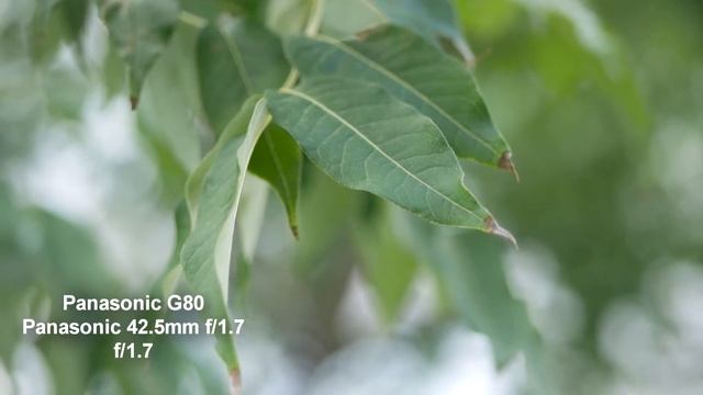 Chinon Auto 55 mm f/ 1.4 vs Panasonic 42.5mm f/1.7 смотреть онлайн