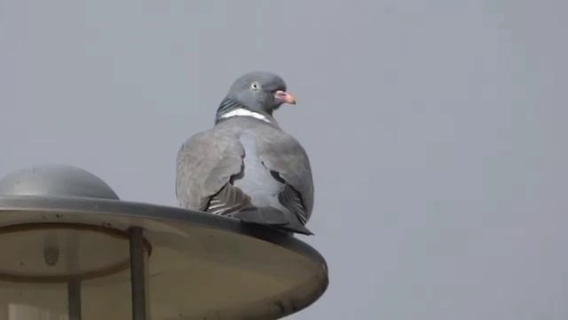 Беларусь прогулка по парку Минск смотреть онлайн