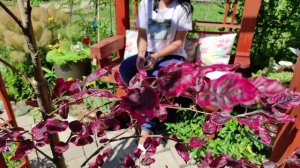 Добро пожаловать в мой сад! Я коллекционирую редкие растения  создаю свой сад мечты!=)