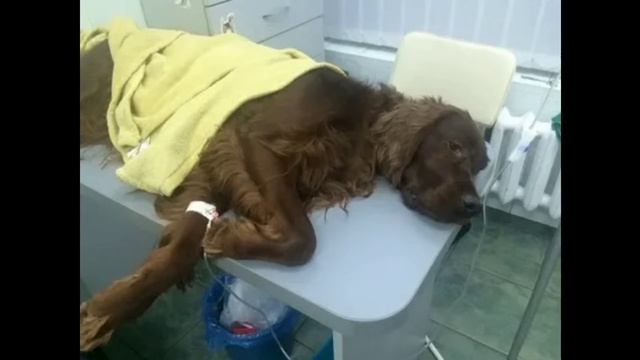 Догхантеры-живодёры?!