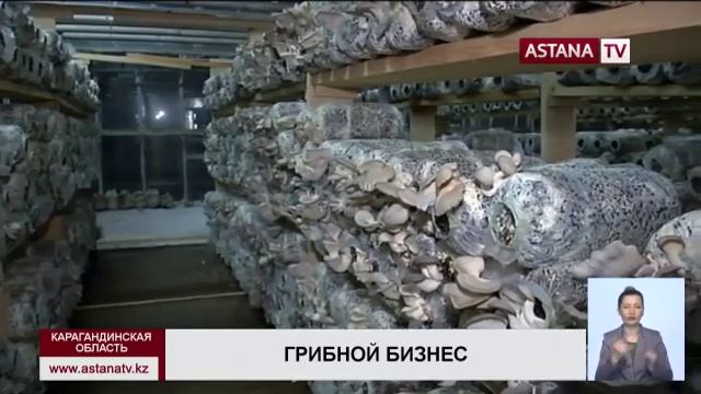 В Караганде наращивают производство грибов, которые выводят из организма соли тяжелых металлов смотреть онлайн