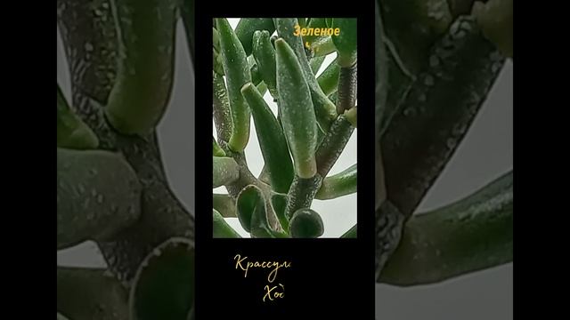 Суккулент Крассула овата Хоббит#shorts_video#суккуленты смотреть онлайн