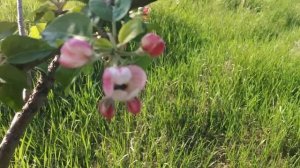 Жук аленка вредитель цветоед