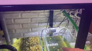 Морской Аквариум | Запуск Морского аквариума | фильтрация | самп | оборудование морского аквариума