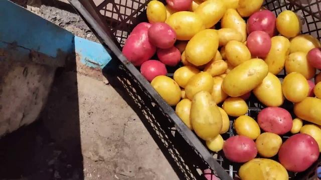 Накопала овощей, картофель как яйца на Пасху красивый/Пять минут на отдых и косить... смотреть онлайн