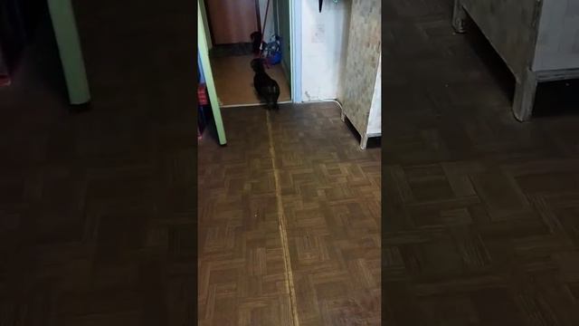 ништяки))) #ТаксКоманда #Такса #НикаГайка смотреть онлайн